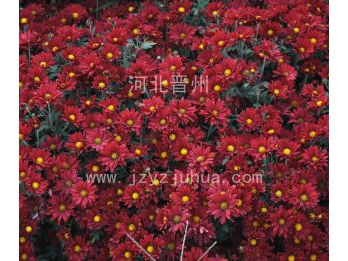 四季菊--中华红 红 四季花 6cm